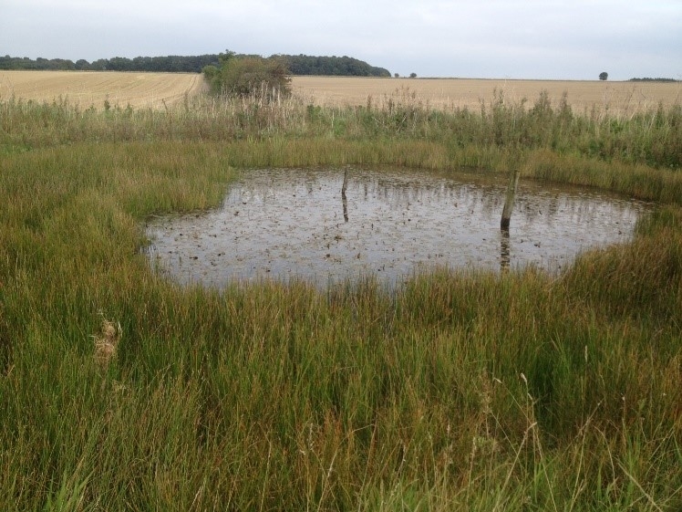 Restoring and managing dew ponds Yorkshire Wildlife Trust